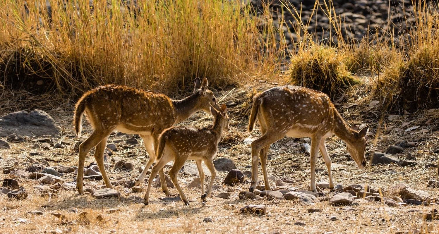 Explore INDIA Golden Triangle with Tiger Safari for 8 days with Bucket List Group Travel LLC and discover unforgettable experiences - Photo 2