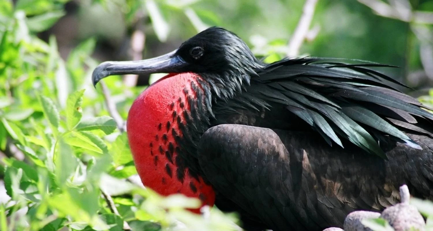 Explore GALAPAGOS – Islands Hopping with Ecuador for 7 days with Bucket List Group Travel LLC and discover unforgettable experiences - Photo 2