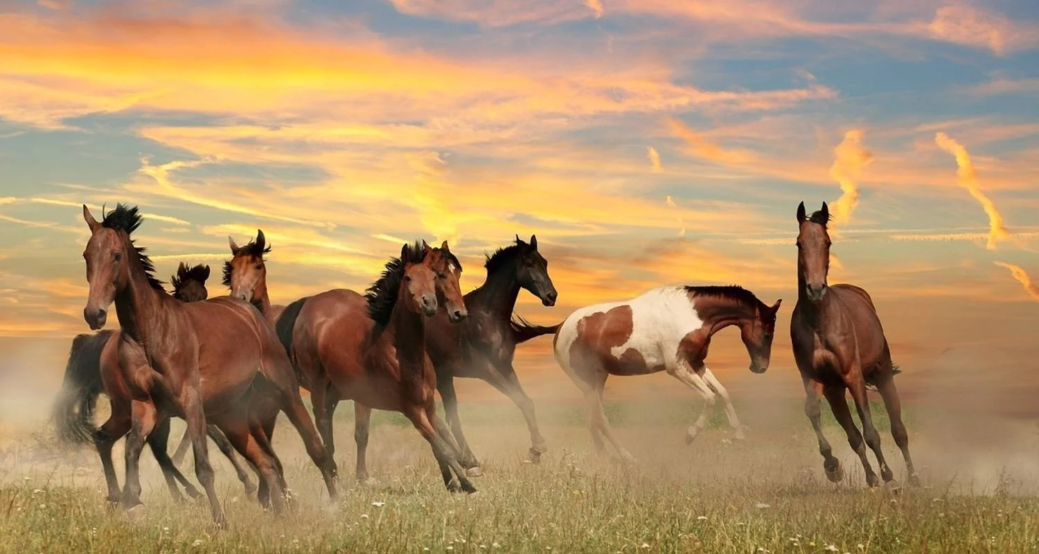 Explore USA – Montana Glacier National Park Sun Road Llama Trek for 5 days with Bucket List Group Travel LLC and discover unforgettable experiences - Photo 2