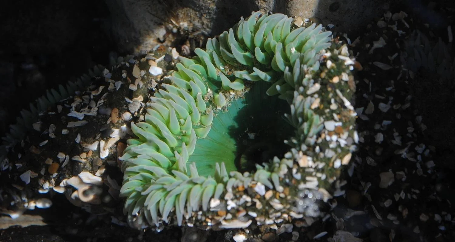 Explore USA – Best of WA – North Cascades Olympic Mount Rainier National Parks for 8 days with Bucket List Group Travel LLC and discover unforgettable experiences - Photo 2