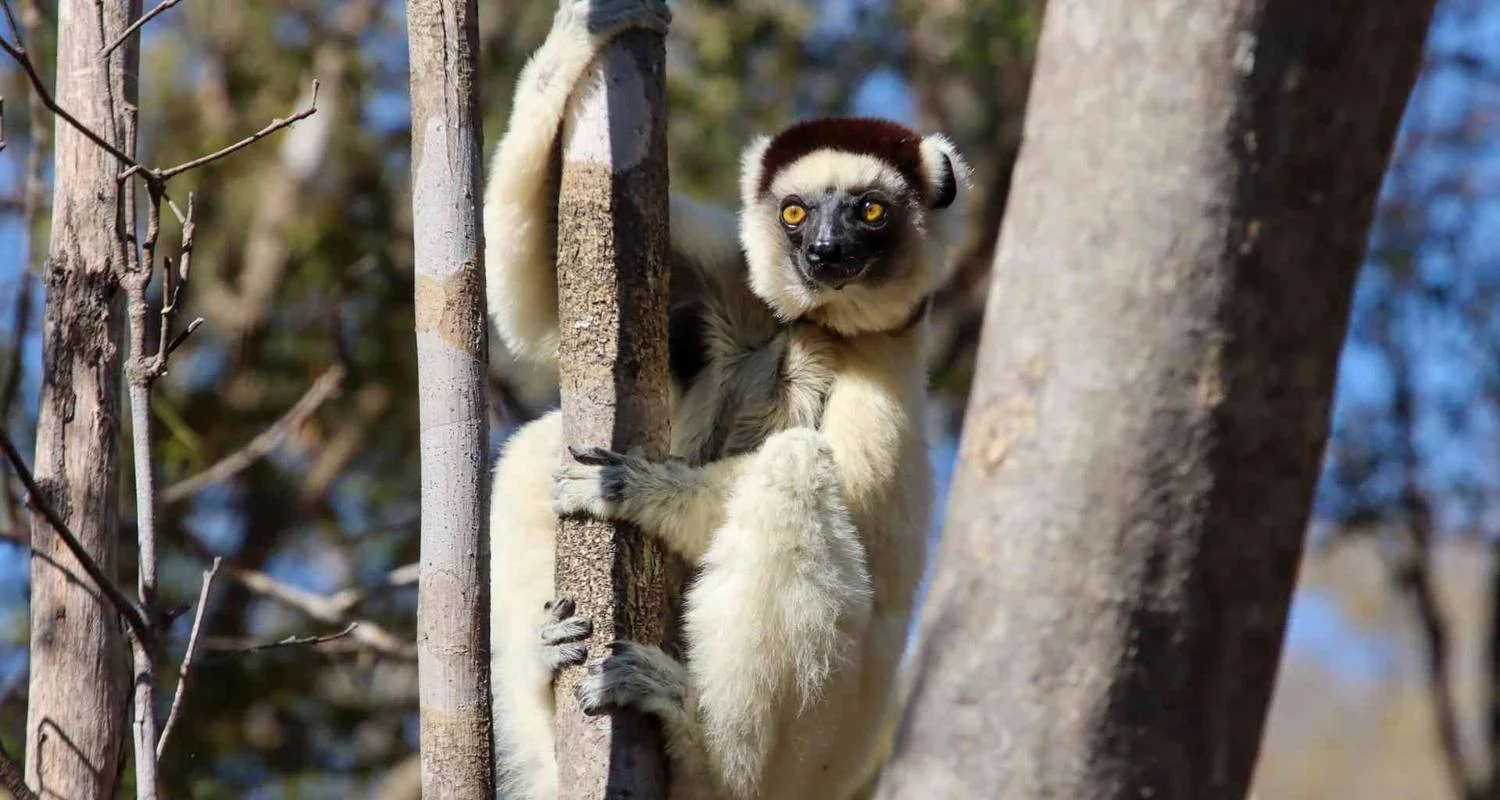 Explore Discover Madagascar for 13 days with Bunnik Tours and discover unforgettable experiences - Photo 2