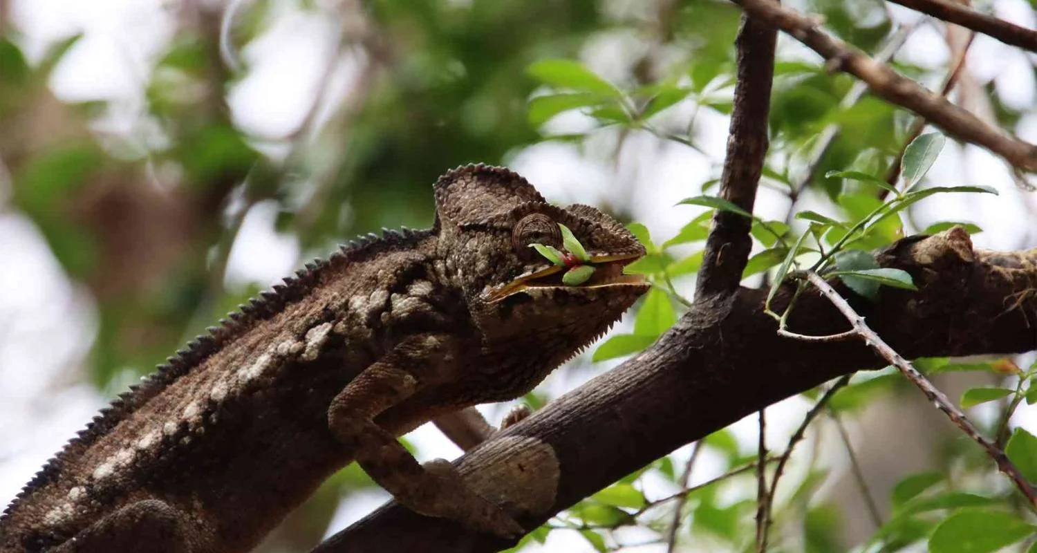 Explore Discover Madagascar 2026 for 13 days with Bunnik Tours and discover unforgettable experiences - Photo 2
