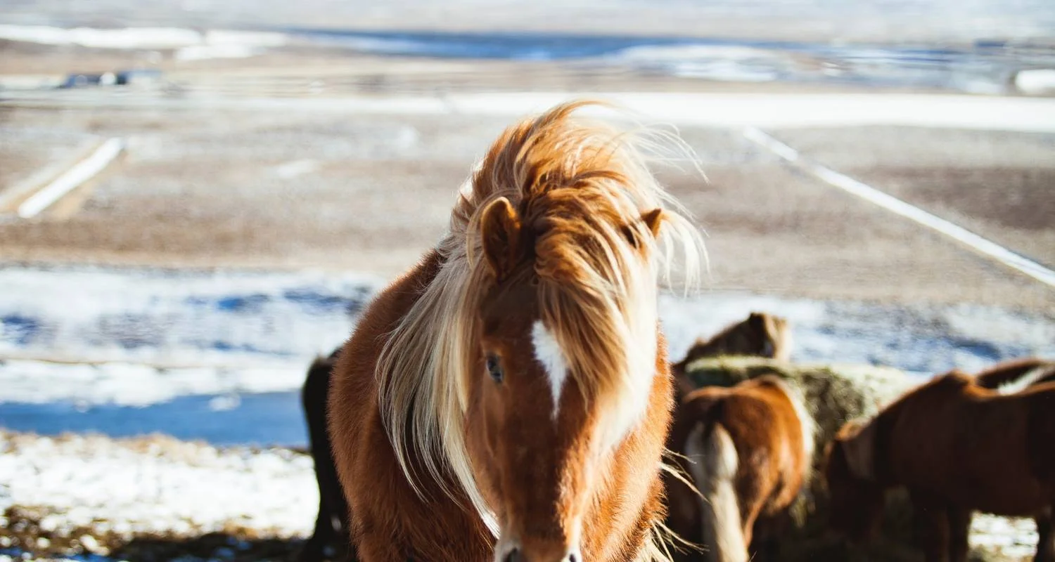 Explore 8-Day Summer Iceland Ring Road & Landmannalaugar Highland Small Group Tour for 8 days with BusTravel Iceland and discover unforgettable experiences - Photo 2