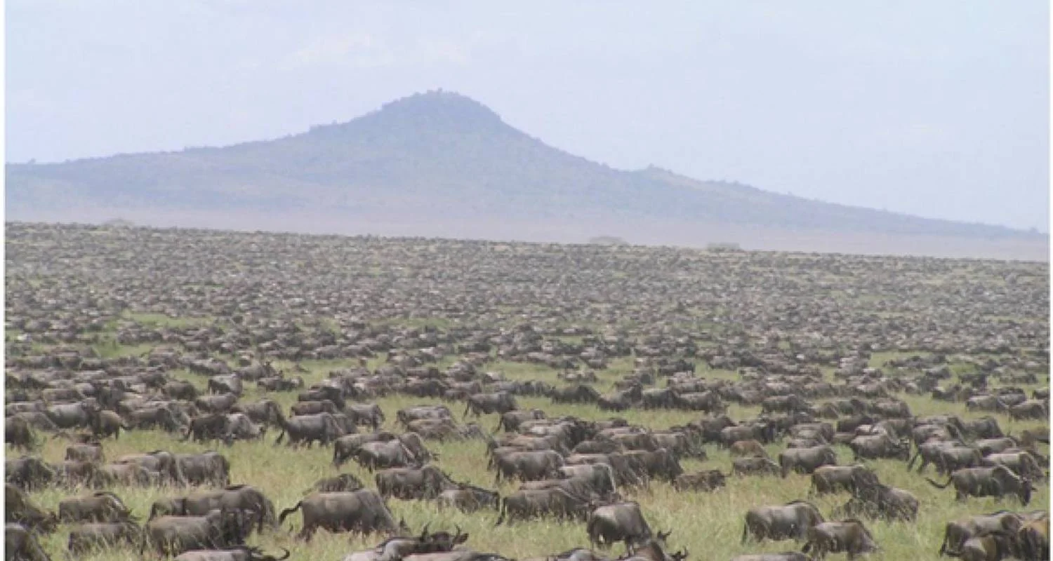 Explore 20 days Kenya flying luxury Safari with Mombasa Beach Tour 2025 for 20 days with CKC Tours & Travel and discover unforgettable experiences - Photo 2