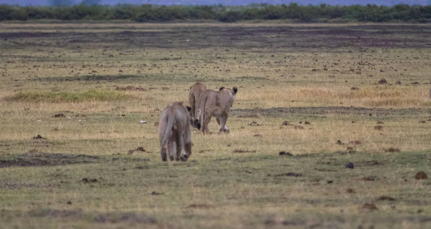 Explore 5 Days Kenya medium range safari for Amboseli and Tsavo Parks from Nairobi to Mombasa for 5 days with CKC Tours & Travel and discover unforgettable experiences - Photo 2