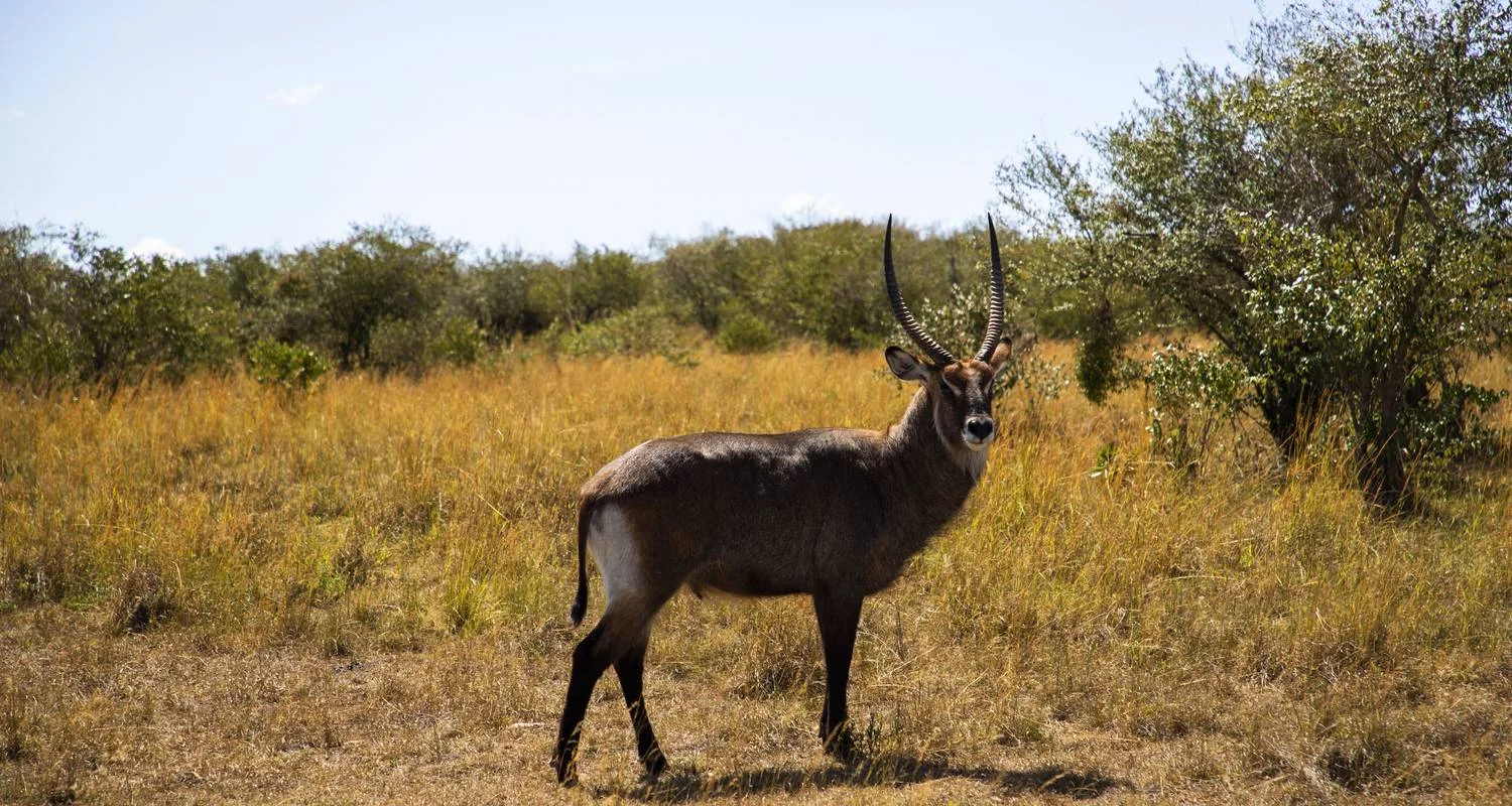 Explore 7 Days Kenya mid range Joining Safari for 7 days with CKC Tours & Travel and discover unforgettable experiences - Photo 2