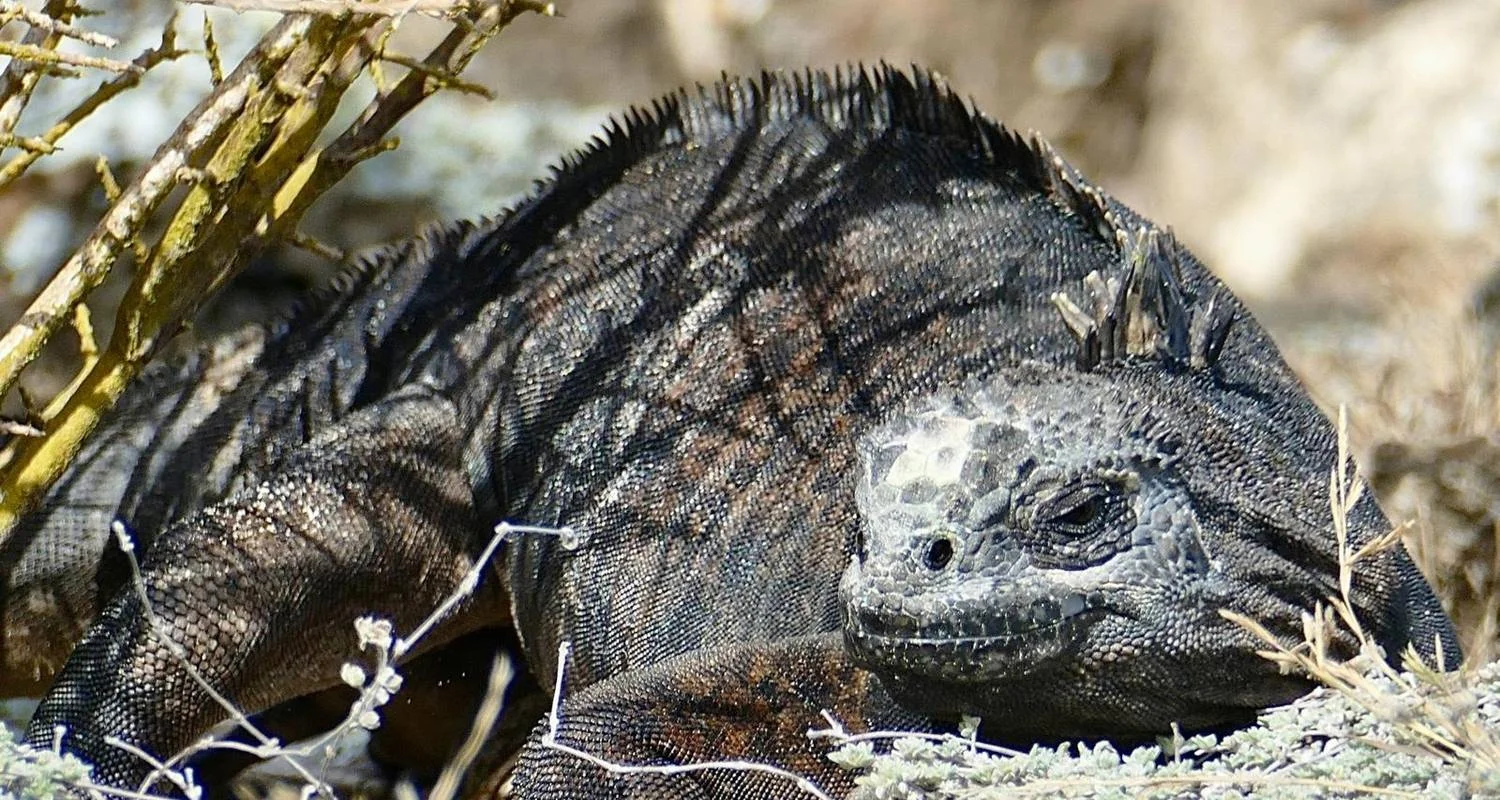 Explore 8-day Galapagos Fantastic Tour (Private Tour) for 8 days with Cami Adventures and discover unforgettable experiences - Photo 2