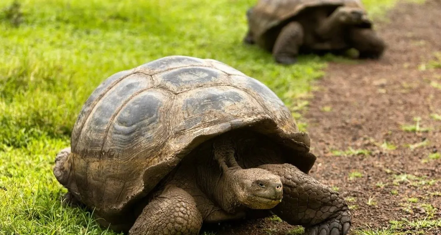 Explore 6 DAY INCREDIBLE GALAPAGOS TOUR (4 ISLANDS) for 6 days with Cami Adventures and discover unforgettable experiences - Photo 2