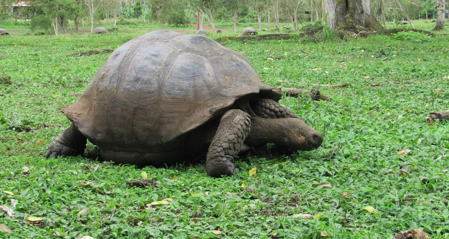 Explore Galapagos Dive Discovery - 4 Days for 4 days with Cami Adventures and discover unforgettable experiences - Photo 2