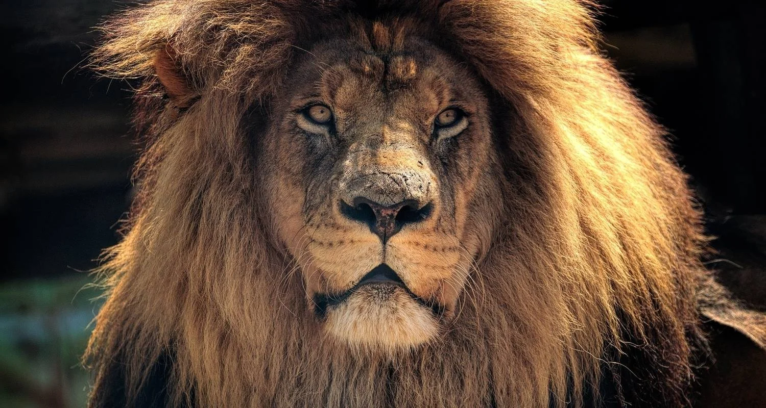 Explore 7 Day Cape Town & Garden Route Package for 7 days with Cape Xtreme and discover unforgettable experiences - Photo 2