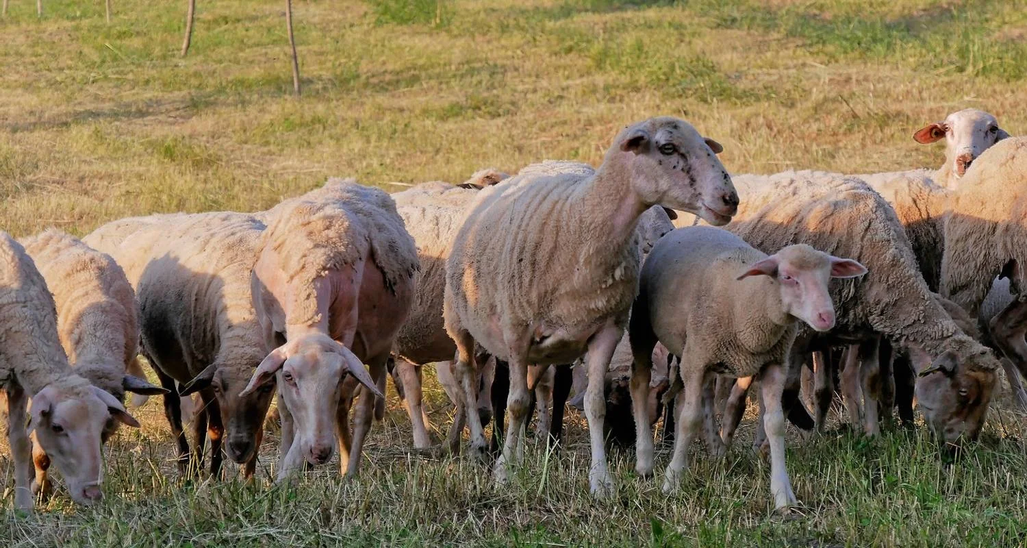 Explore Fully Guided Roundtrip Romania from Airport Bucharest for 8 days with Carpathian Travel Center and discover unforgettable experiences - Photo 2