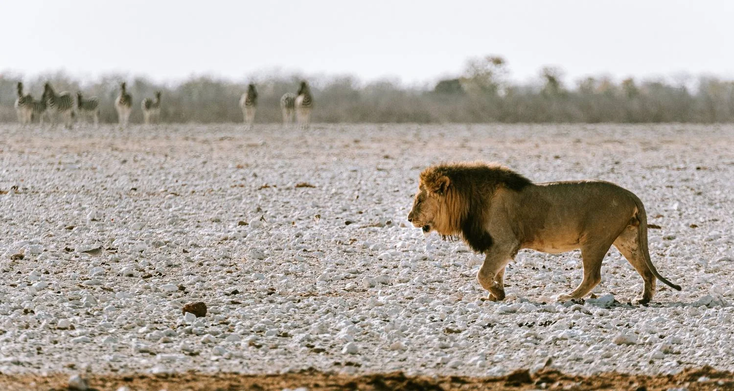 Explore 3 Day Etosha Express Accommodated Safari for 3 days with Chameleon Safaris Namibia and discover unforgettable experiences - Photo 2