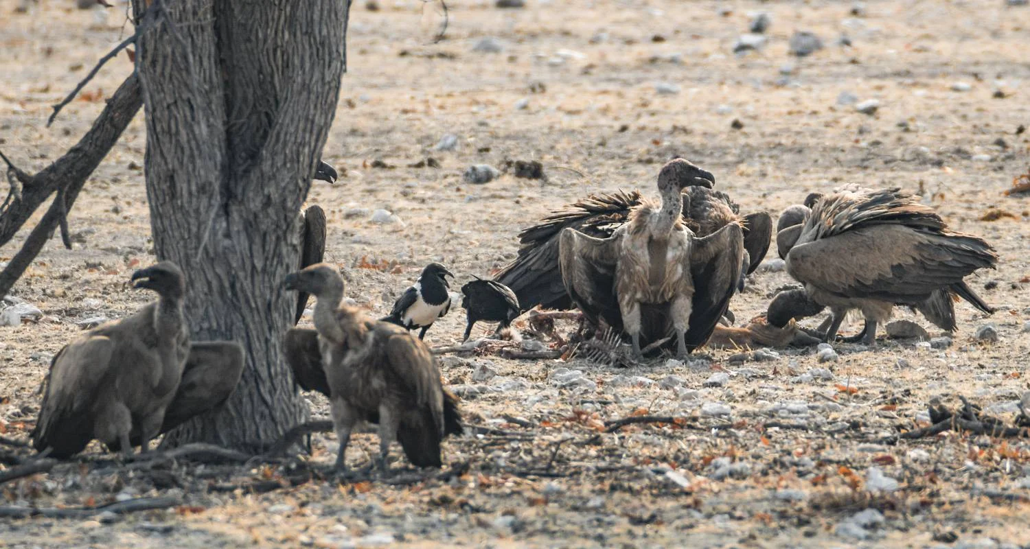 Explore 6 Day Etosha and Skeleton Coast Experience for 6 days with Chameleon Safaris Namibia and discover unforgettable experiences - Photo 2