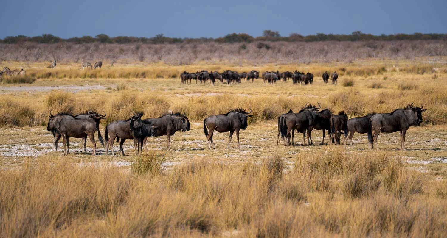 Explore 7 Day Taste Of Namibia Accommodated Safari for 7 days with Chameleon Safaris Namibia and discover unforgettable experiences - Photo 2