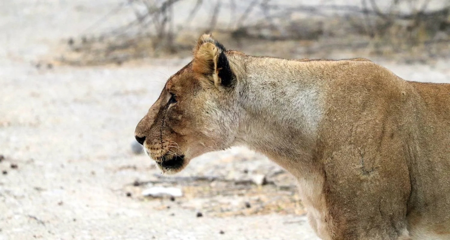 Explore 15 Day Dunes , Wildlife and Surfing adventure for 15 days with Chameleon Safaris Namibia and discover unforgettable experiences - Photo 2