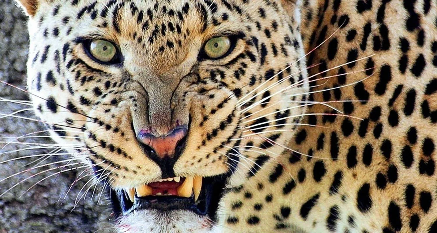 Explore Serengeti Adventure for 15 days with Chamaeleon and discover unforgettable experiences - Photo 2