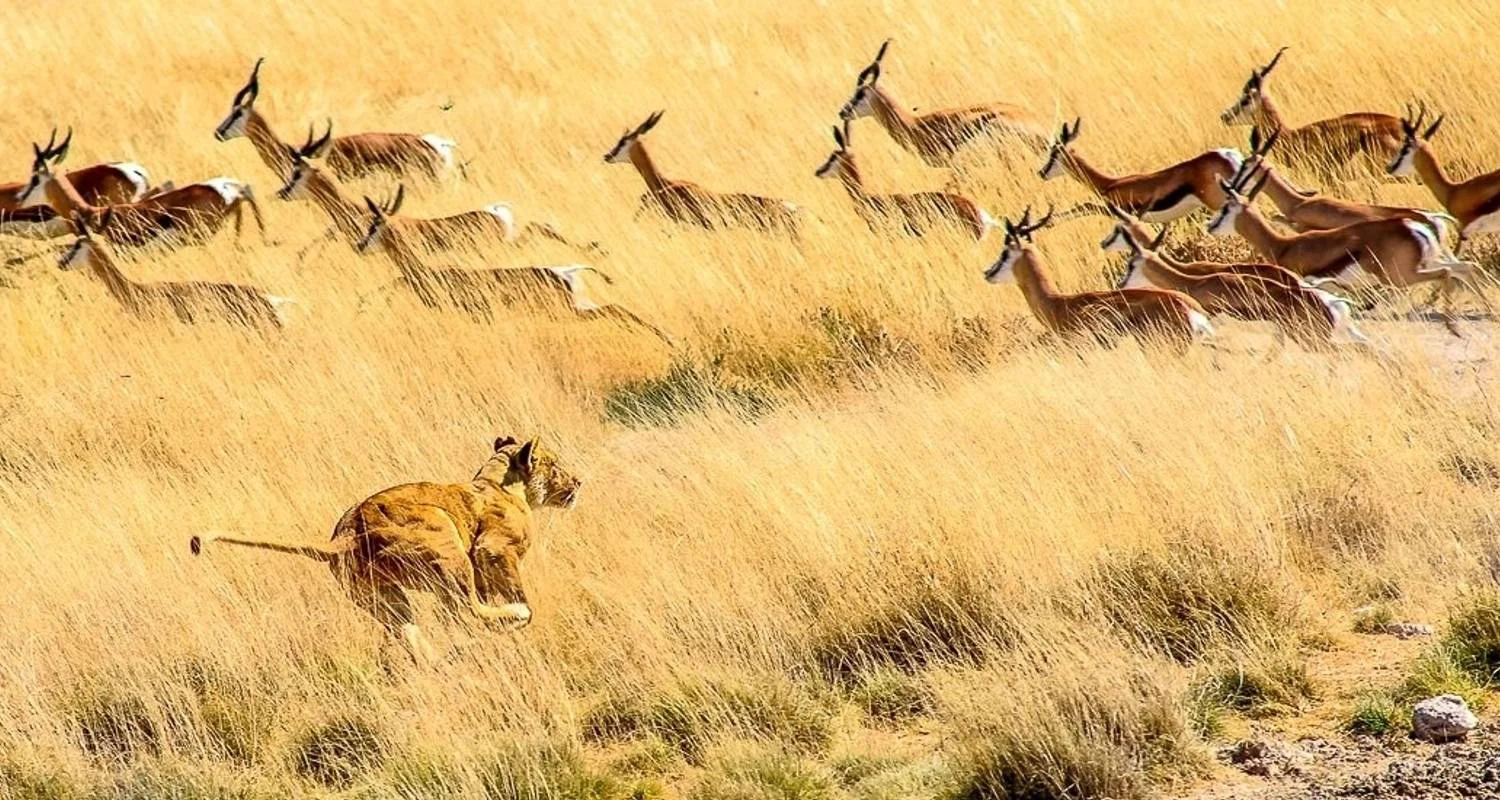 Explore Etosha - 19 days Adventure for 19 days with Chamaeleon and discover unforgettable experiences - Photo 2