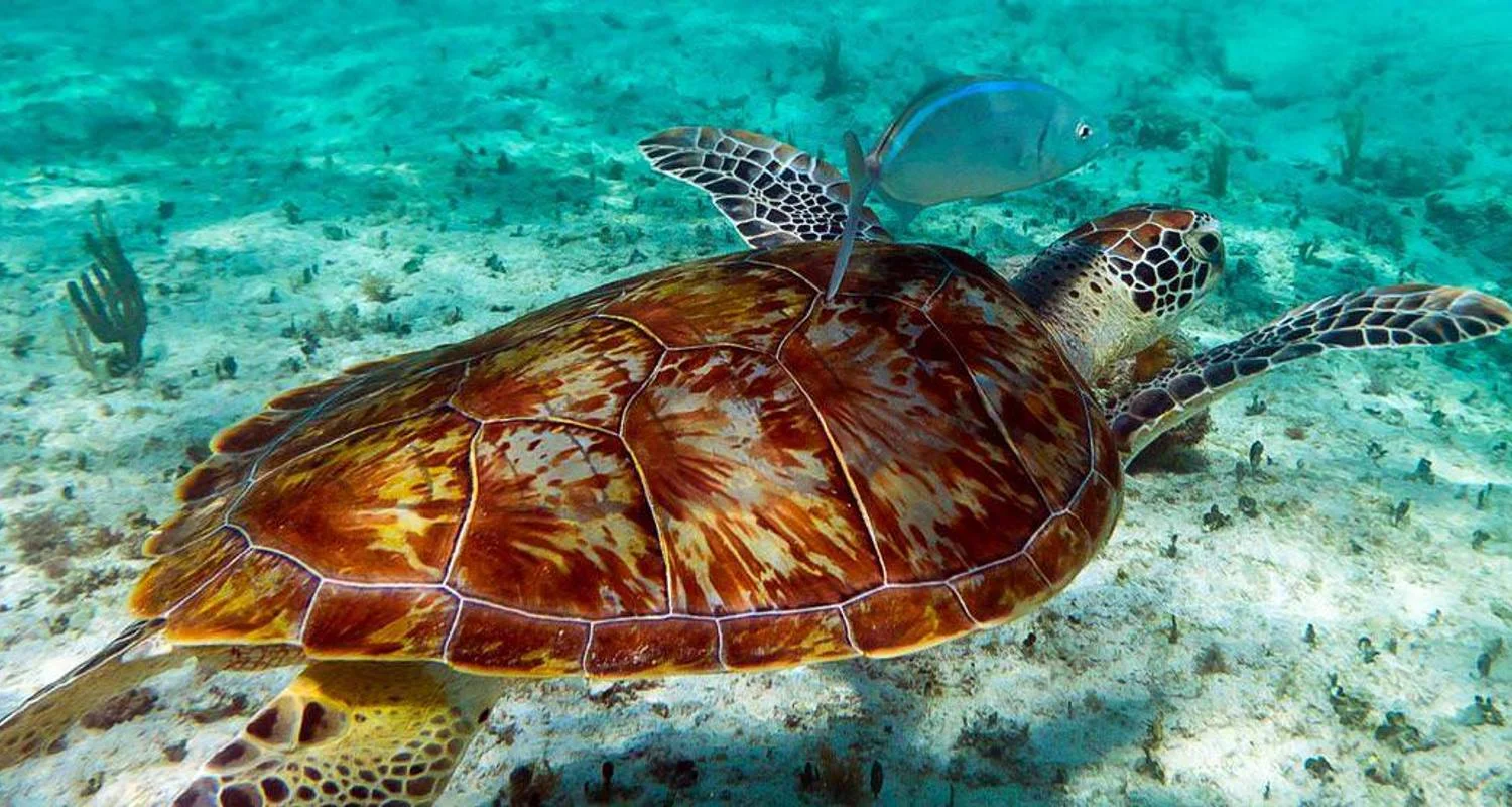 Explore Oaxaca - 19 day Adventure Tour for 19 days with Chamaeleon and discover unforgettable experiences - Photo 2