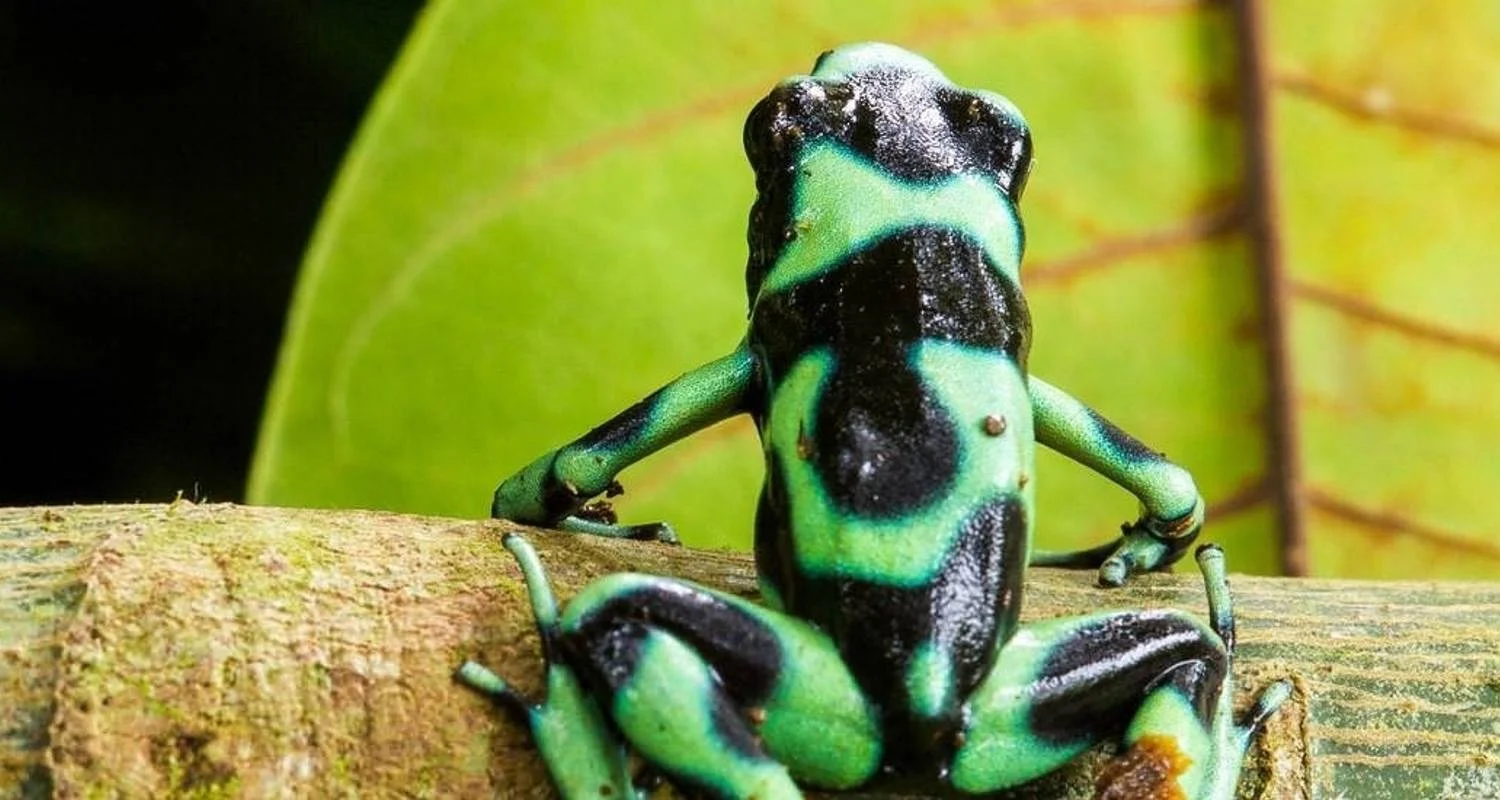 Explore Monteverde Adventure Trip (14 days) for 14 days with Chamaeleon and discover unforgettable experiences - Photo 2