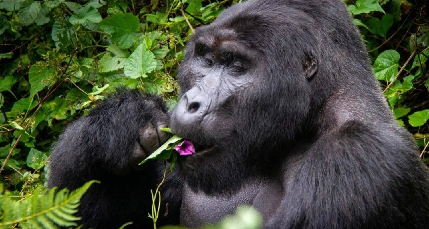 Explore 3 Days Uganda Gorilla Trekking- Luxury Option for 3 days with Classic Journeys Africa Ltd and discover unforgettable experiences - Photo 2