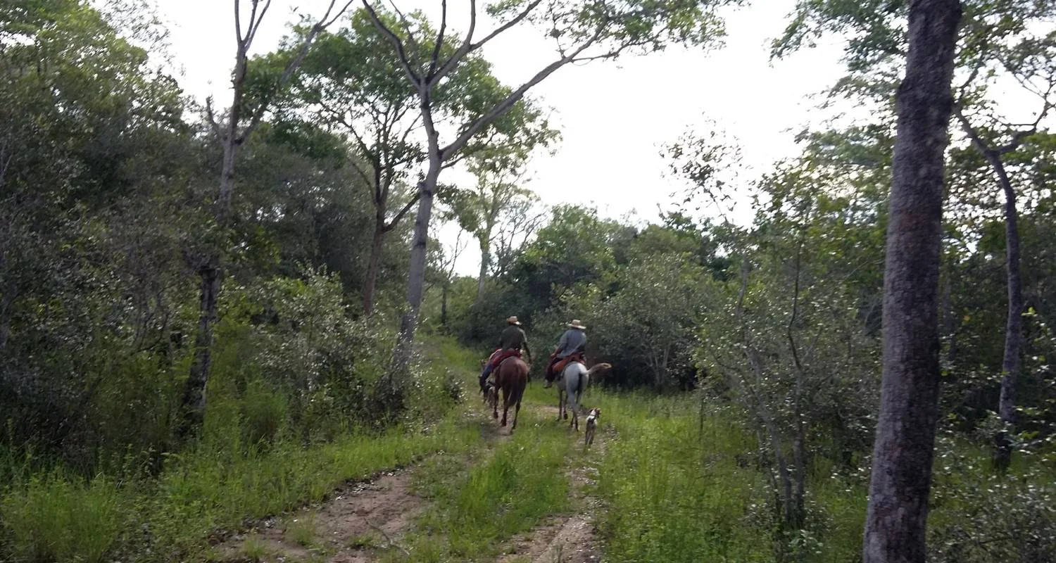 Explore Pantanal: Exploring the World's Largest Wetlands for 4 days with Class Adventure Travel  and discover unforgettable experiences - Photo 2