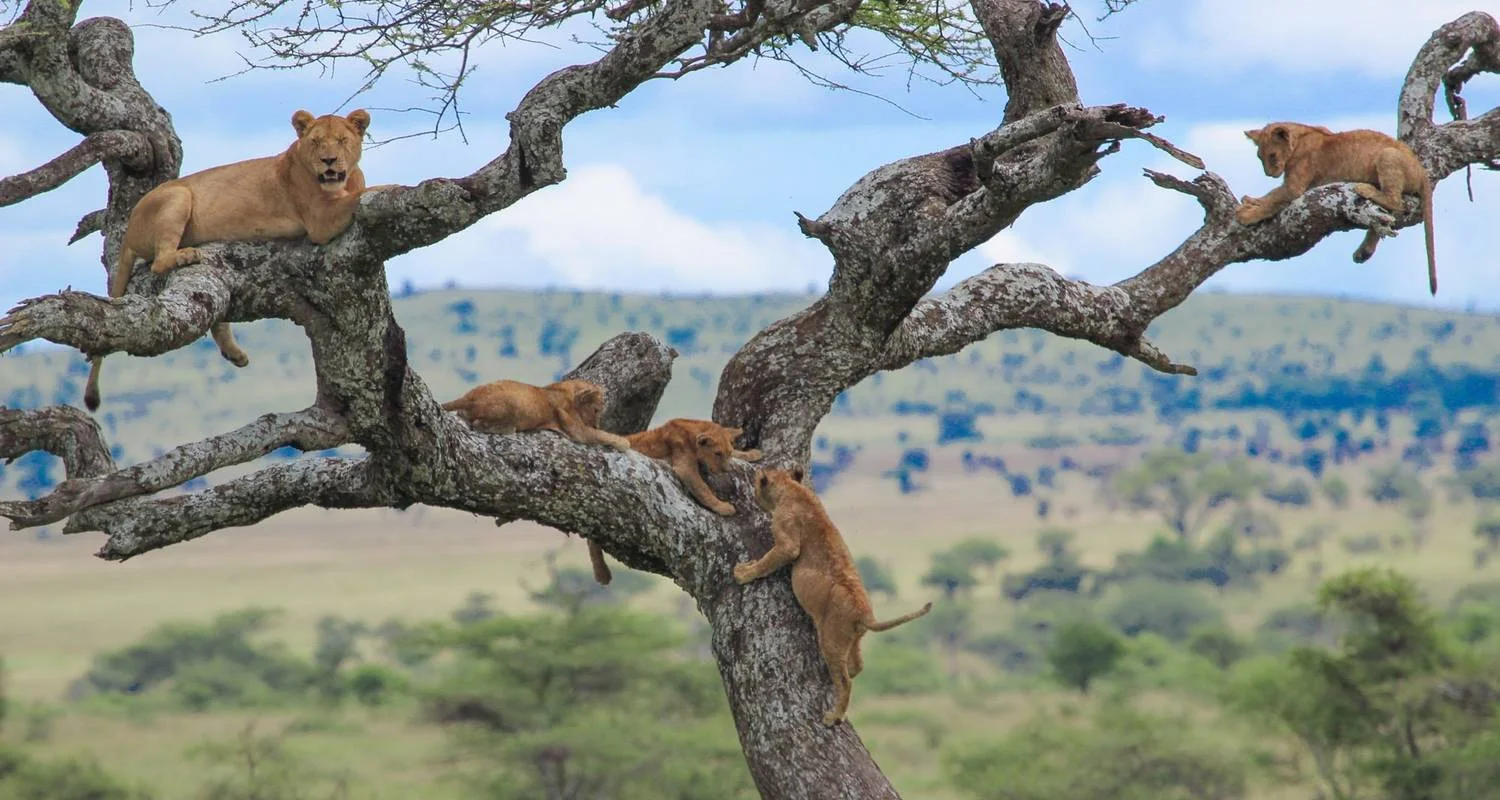 Explore Classic Best Adventure Kenya and Tanzania, 2024- Luxury Accomodation Properties. for 12 days with Classic Journeys Africa Ltd and discover unforgettable experiences - Photo 2