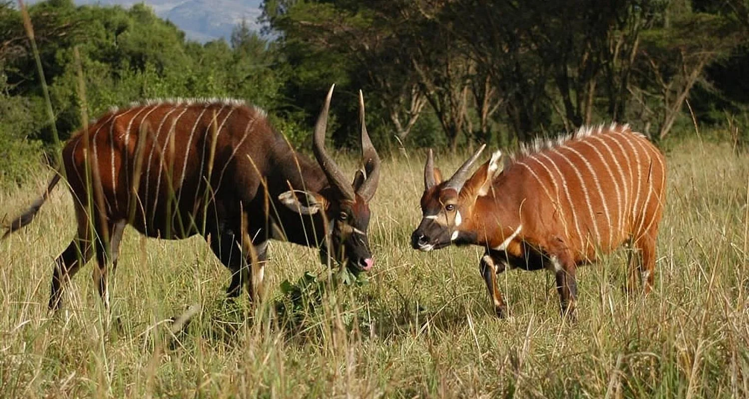 Explore 8 Days Kenya Classic for 8 days with Classic Journeys Africa Ltd and discover unforgettable experiences - Photo 2