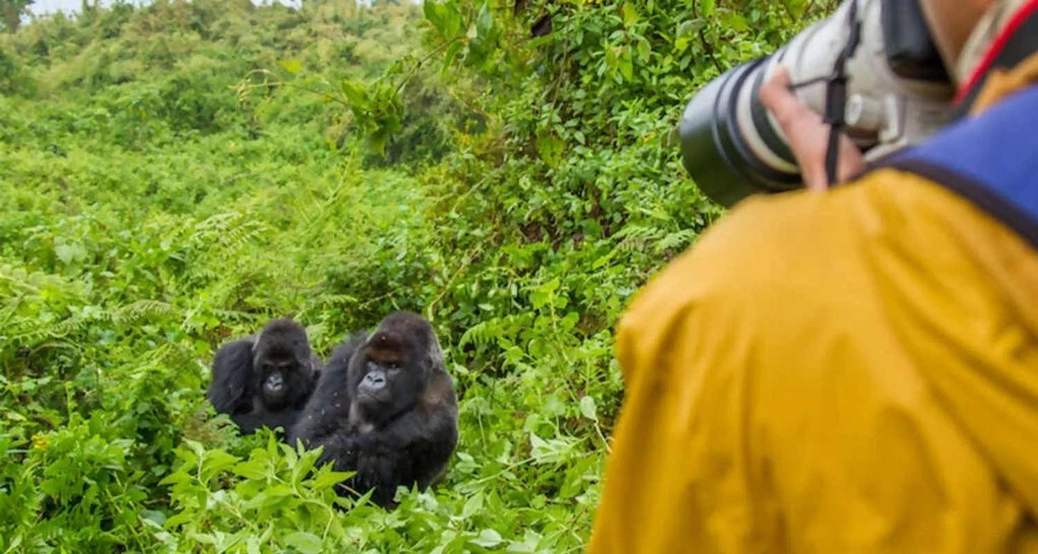 Explore 4 Days Rwanda Itinerary Gorilla Experience- High End Accommodation for 4 days with Classic Journeys Africa Ltd and discover unforgettable experiences - Photo 2