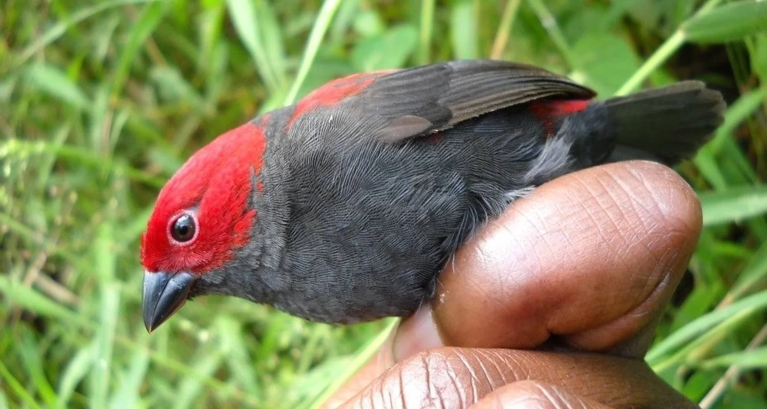 Explore 4 Days Itinerary Rwanda Gorilla Experience -Luxury for 4 days with Classic Journeys Africa Ltd and discover unforgettable experiences - Photo 2