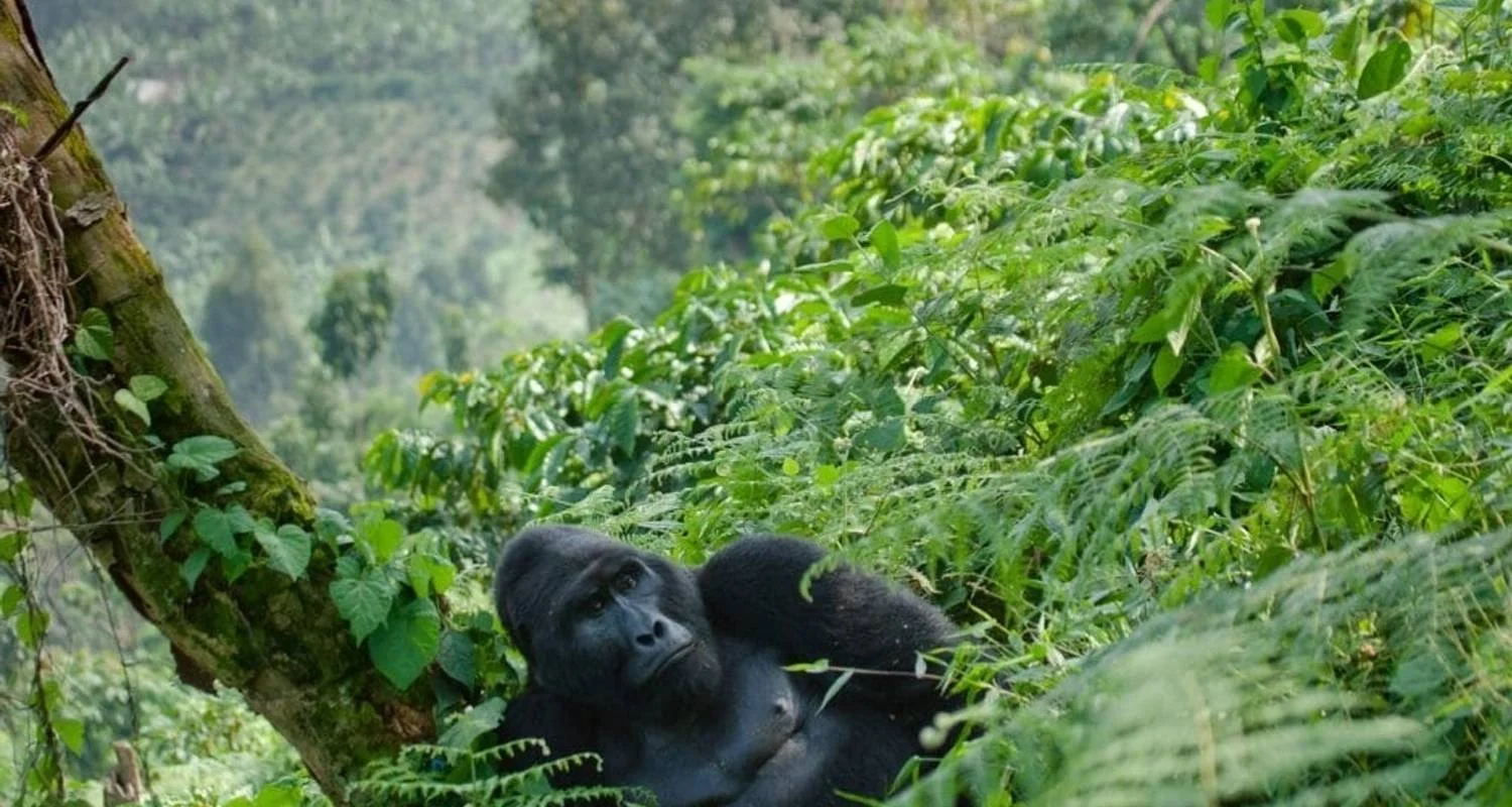 Explore 4 DAYS UGANDA GORILLA TREKKING -Luxury Accommodations for 4 days with Classic Journeys Africa Ltd and discover unforgettable experiences - Photo 2