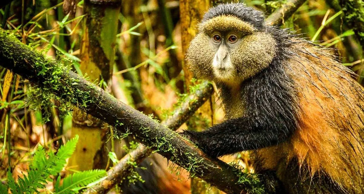 Explore 5 Days Rwanda Gorilla & Golden Monkey trekking -High End Accommodations for 5 days with Classic Journeys Africa Ltd and discover unforgettable experiences - Photo 2