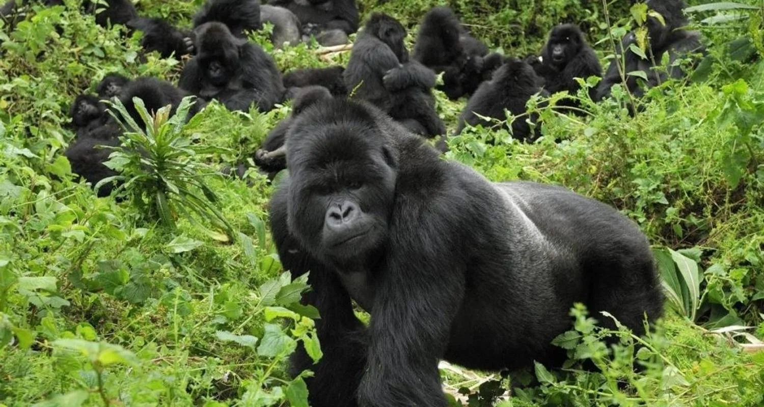 Explore 5 Days Rwanda Gorilla & Golden Monkey Trekking -Luxury Accommodations for 5 days with Classic Journeys Africa Ltd and discover unforgettable experiences - Photo 2