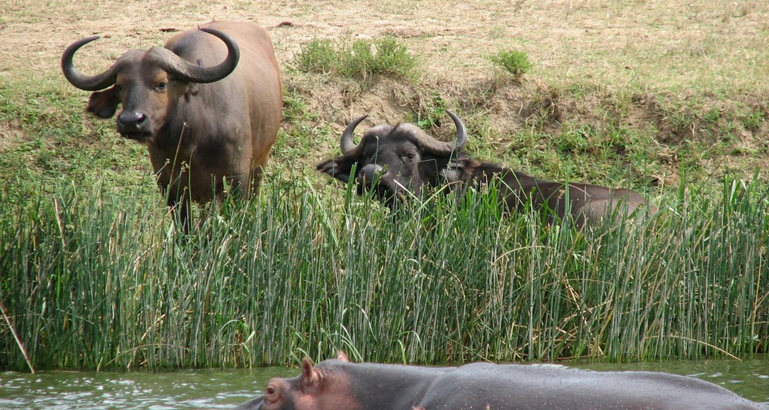 Explore 6 Days Uganda Game Viewing & Gorilla Tracking for 6 days with Classic Journeys Africa Ltd and discover unforgettable experiences - Photo 2