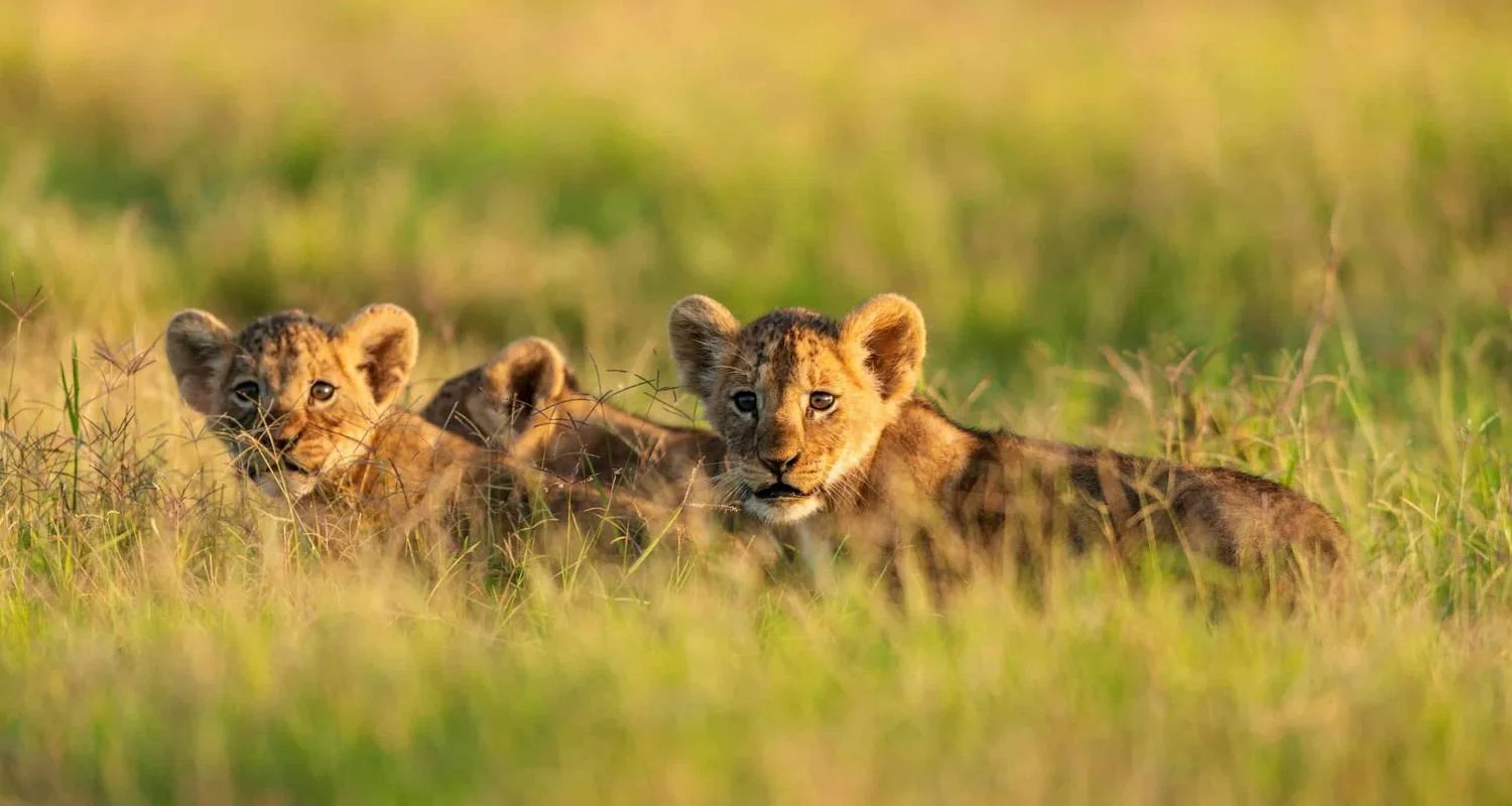 Explore 6 DAYS AFFORDABLE CLASSIC KENYA SAFARI for 6 days with Classic Journeys Africa Ltd and discover unforgettable experiences - Photo 2