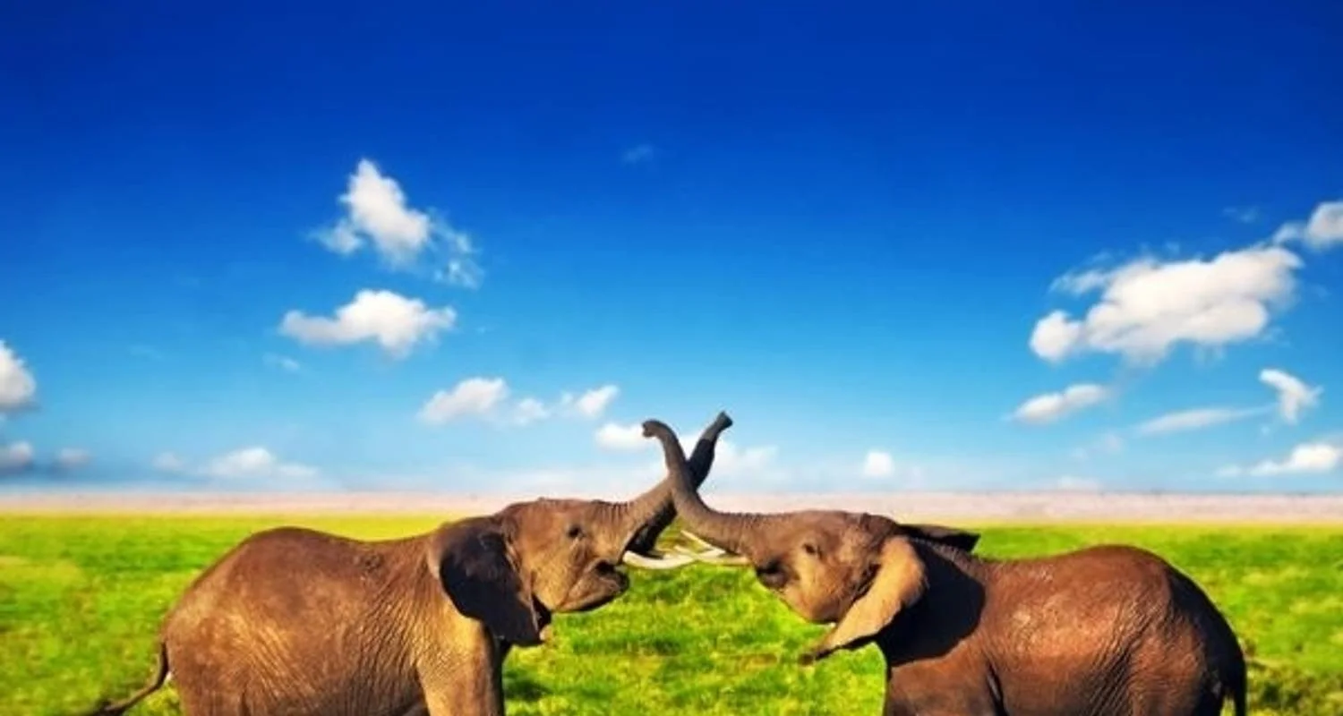 Explore Affordable Classic Highlights of Kenya and Beach 2025 for 11 days with Classic Journeys Africa Ltd and discover unforgettable experiences - Photo 2