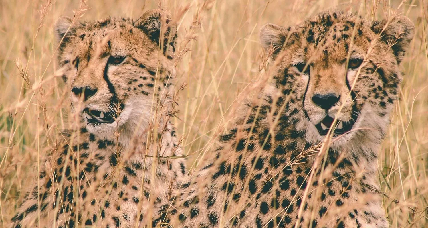 Explore Classic Heart of Kenya and Tanzania Safari for 10 days with Classic Journeys Africa Ltd and discover unforgettable experiences - Photo 2