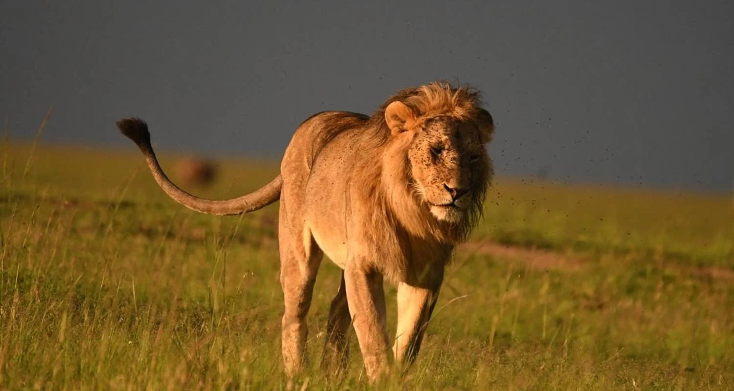 Explore Classic Rhapsody Masai Mara Safari for 4 days with Classic Journeys Africa Ltd and discover unforgettable experiences - Photo 2