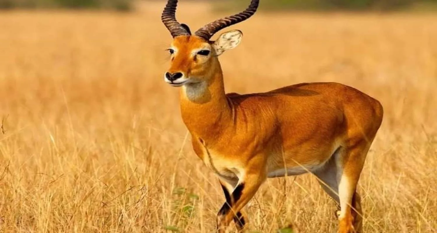 Explore Masai Mara Game Reserve for 4 days with Click Expeditions and discover unforgettable experiences - Photo 2