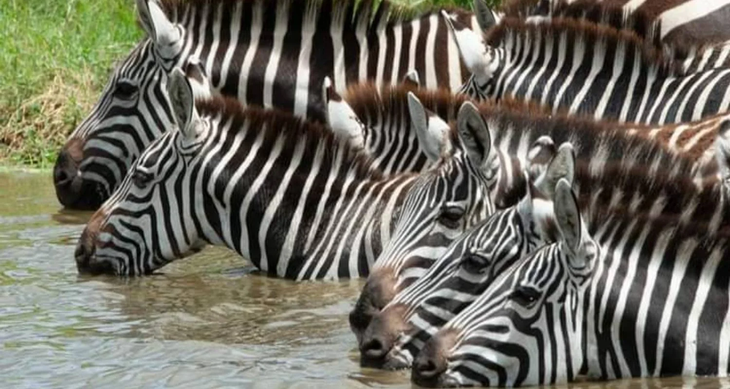 Explore 5  Days Zanzibar Beach for 5 days with Click Expeditions and discover unforgettable experiences - Photo 2