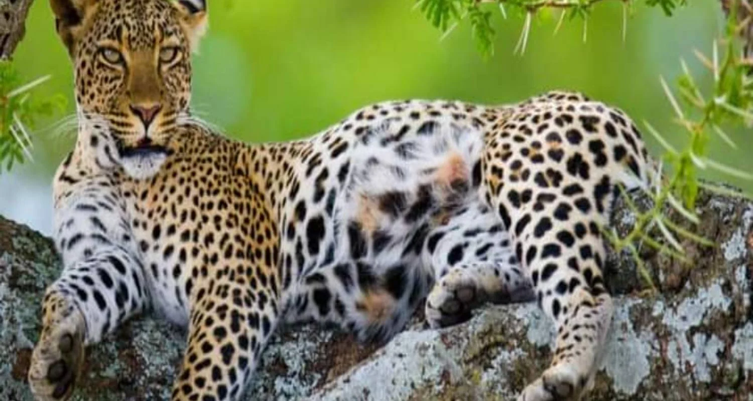 Explore 5 Days to Tanzania Wilderness, Coffee Tour & Authentic Cultural Tribes for 5 days with Click Expeditions and discover unforgettable experiences - Photo 2