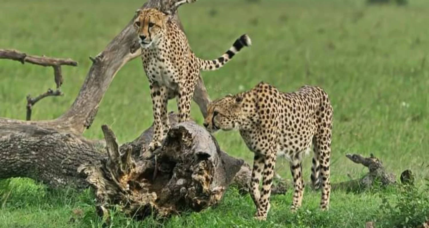 Explore 4 -Days Maasai Mara Camping Safari for 4 days with Click Expeditions and discover unforgettable experiences - Photo 2