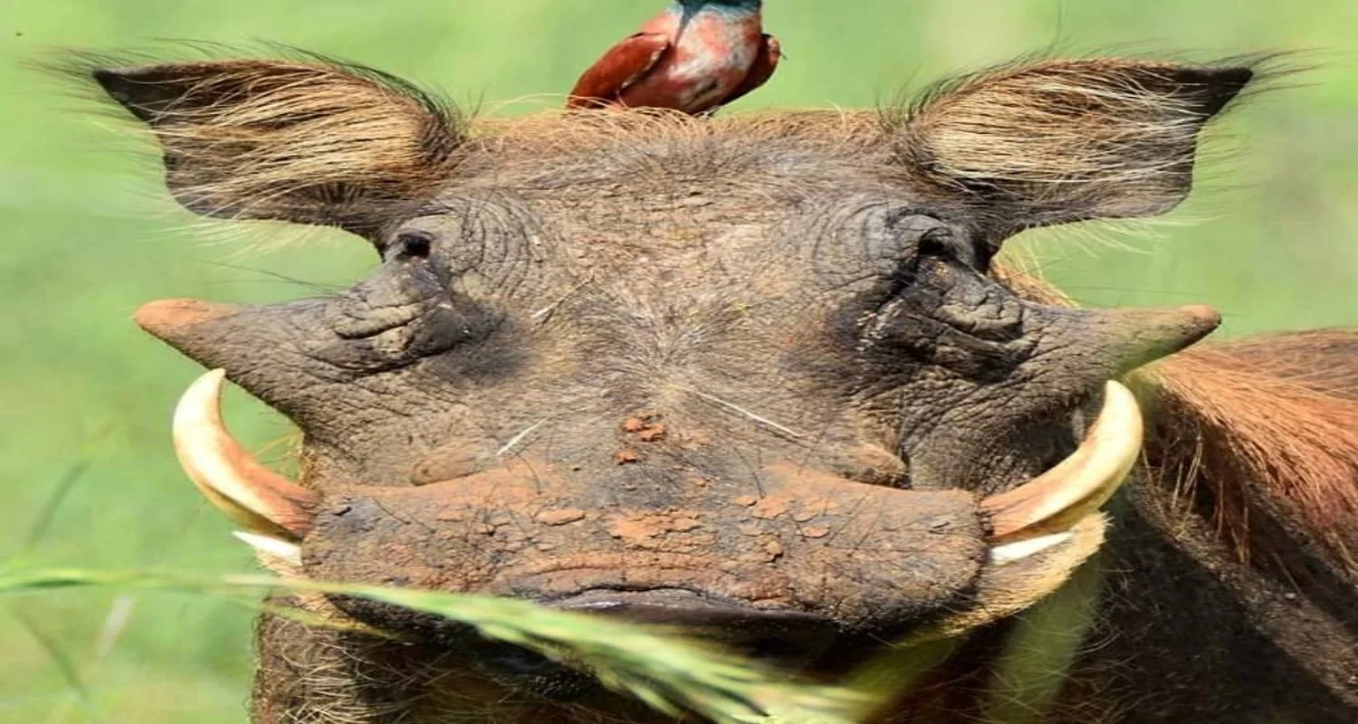 Explore 5 Days great migration safari Serengeti luxury (all accommodation and transport are included) for 5 days with Click Expeditions and discover unforgettable experiences - Photo 2