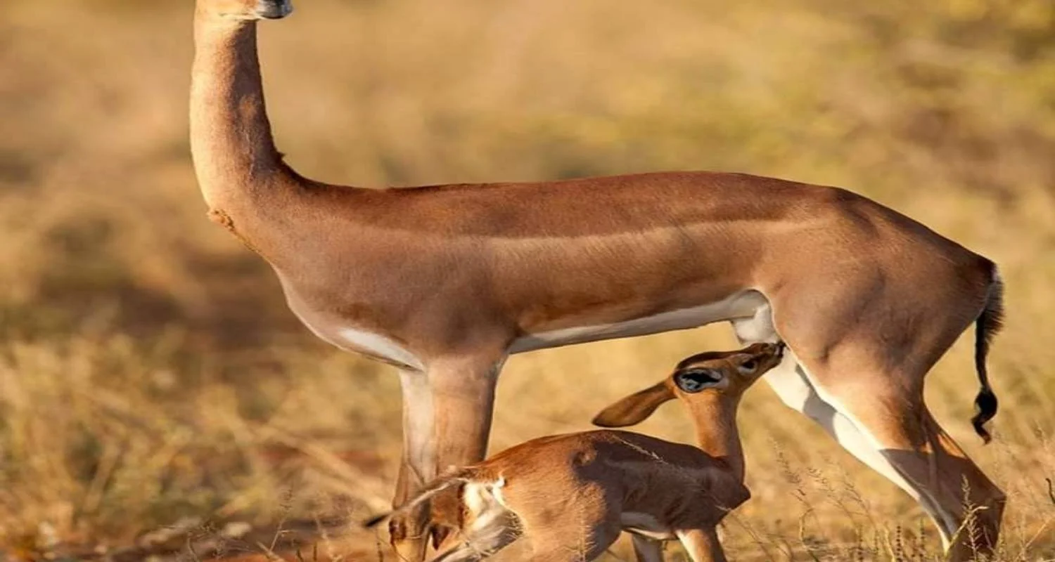 Explore 10 Days Kenya Luxury Safari - Wildebeest Migration Safari for 10 days with Click Expeditions and discover unforgettable experiences - Photo 2