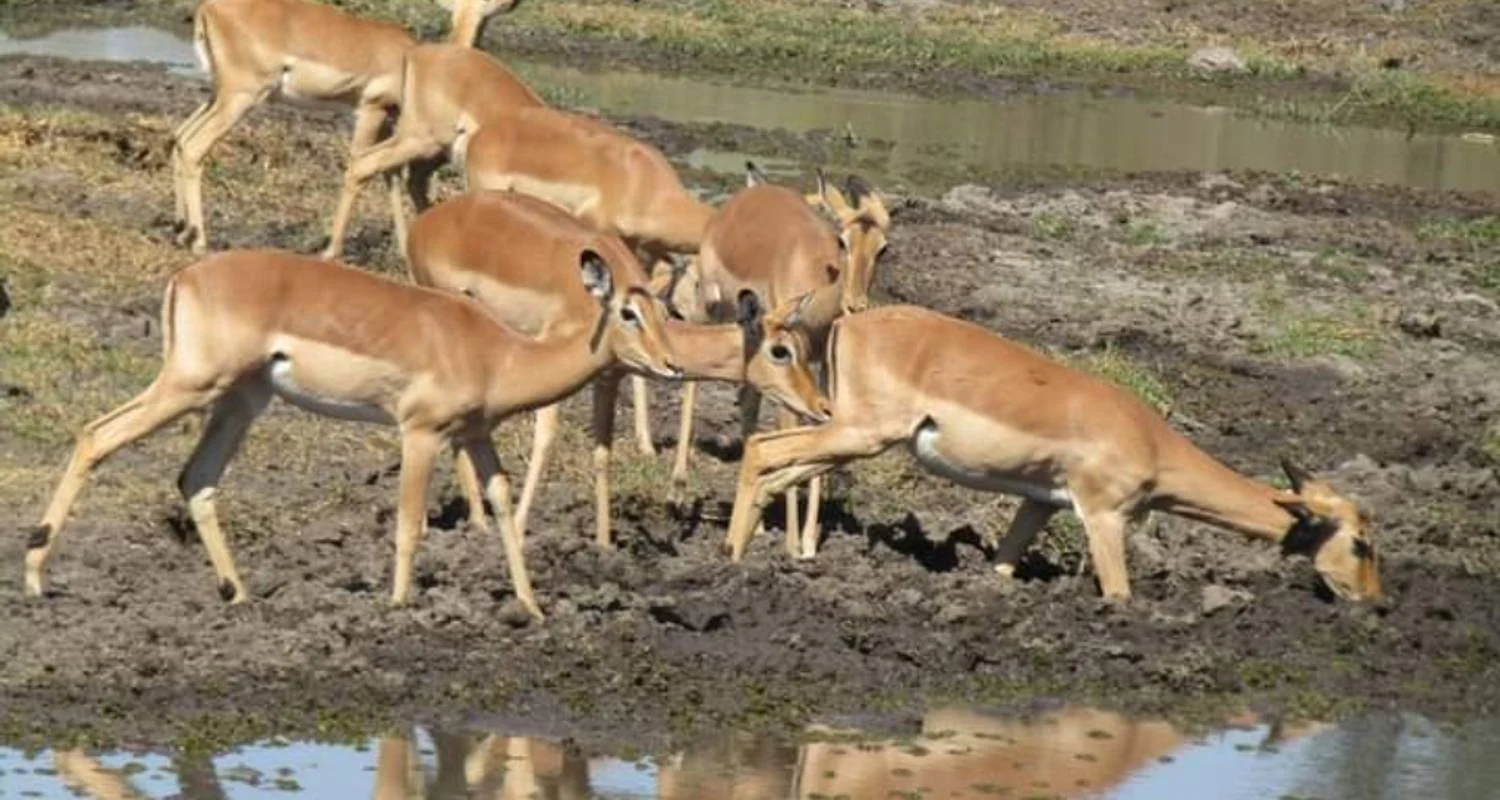 Explore 10 Days Tanzania Great Wildebeest Migration Mara River Crossing for 10 days with Click Expeditions and discover unforgettable experiences - Photo 2