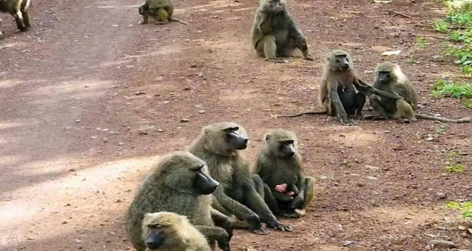 Explore Serengeti, Ngorongoro, Tarangire (with Materuni waterfalls, coffee tour) - 6 Days for 6 days with Click Expeditions and discover unforgettable experiences - Photo 2