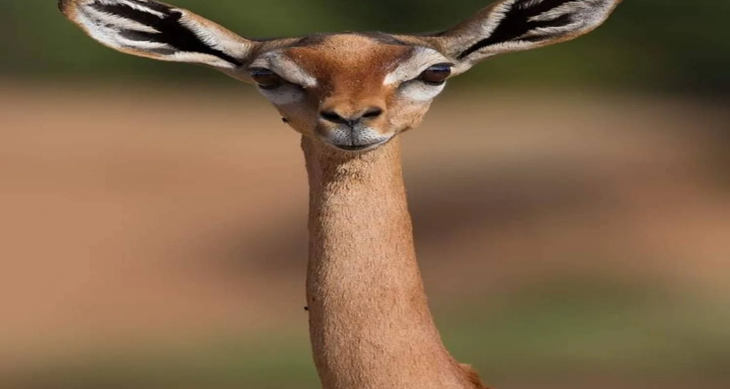 Explore Day Trip to Mkomazi National Park for 1 days with Click Expeditions and discover unforgettable experiences - Photo 2