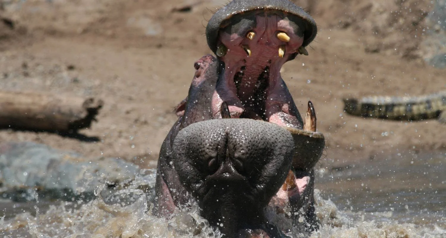 Explore Masai Mara Safari for 4 days with Colibri Travel and discover unforgettable experiences - Photo 2