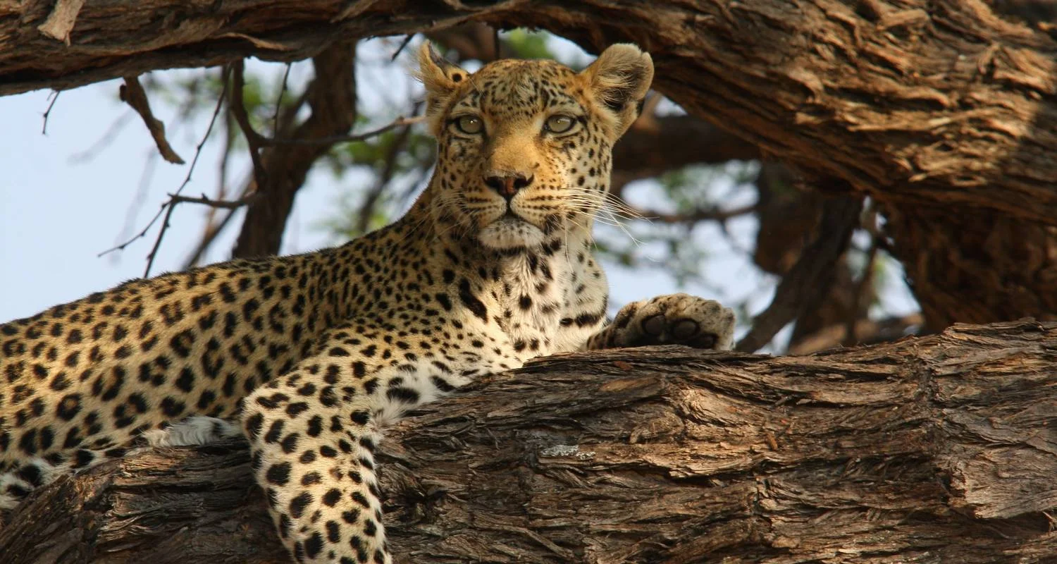 Explore Leopard Safari - 17 days for 17 days with Colibri Travel and discover unforgettable experiences - Photo 2