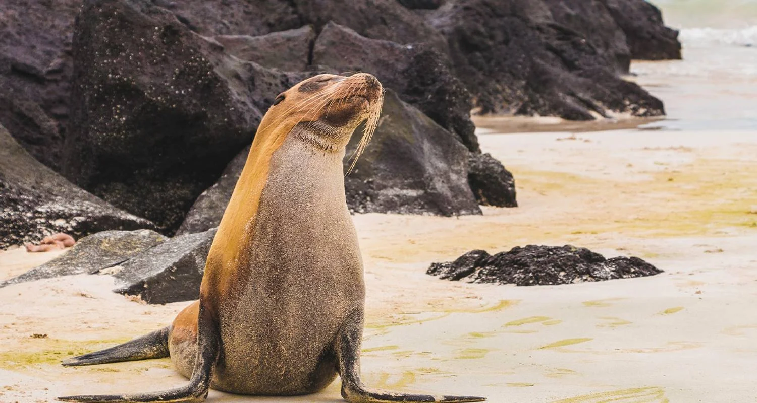 Explore Machu Picchu & Galapagos Wonders featuring a 4-Night Cruise (Lima to Santa Cruz, Galapago) (2025) (Standard) for 14 days with Collette and discover unforgettable experiences - Photo 2