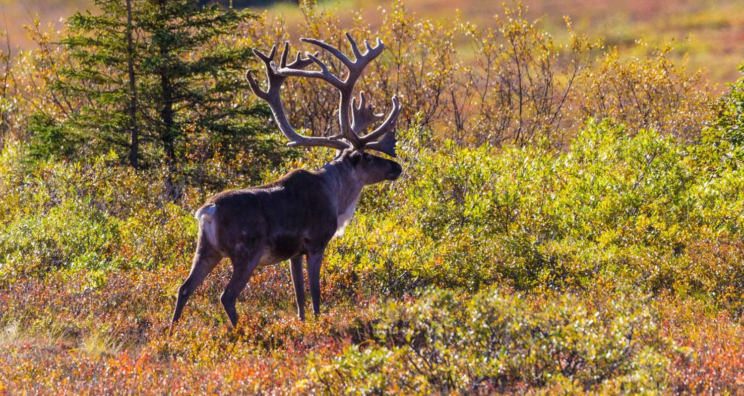 Explore Alaska: America's Last Frontier  (Fairbanks, AK to Anchorage, AK) for 9 days with Collette and discover unforgettable experiences - Photo 2